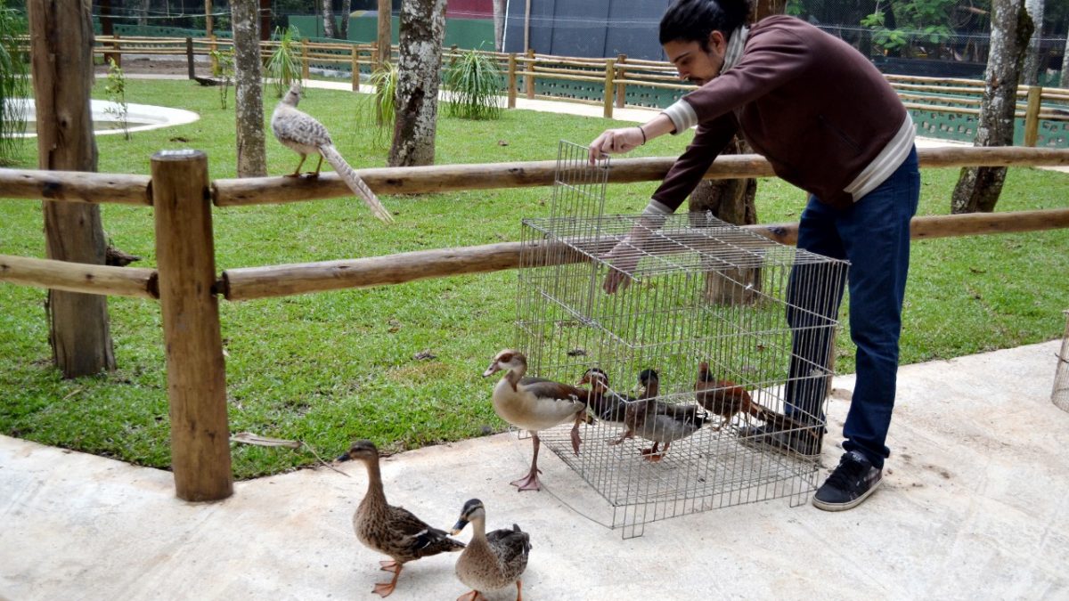 Recinto de Imersão do Zoo Volta Redonda recebe primeiros animais