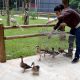 Recinto de Imersão do Zoo Volta Redonda recebe primeiros animais